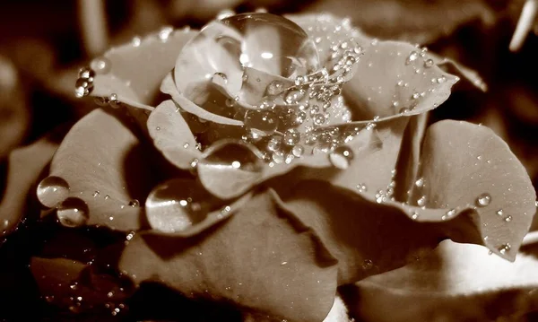 Ruusun Kukat Terälehdet Romanttinen Kasvisto — kuvapankkivalokuva