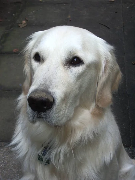 Golden Retriever Blanc Photographié Avec Pentax Optio S40 — Photo