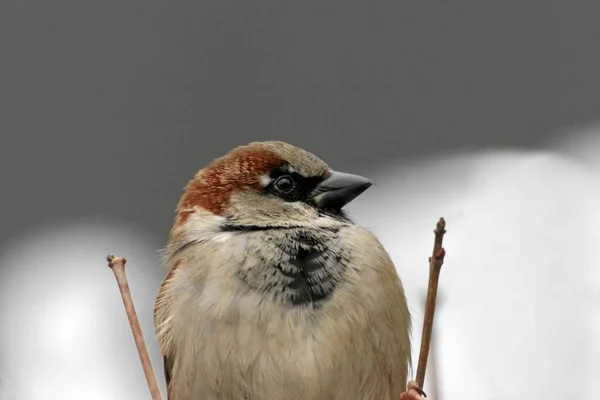 Vacker Utsikt Över Vacker Fågel Naturen — Stockfoto