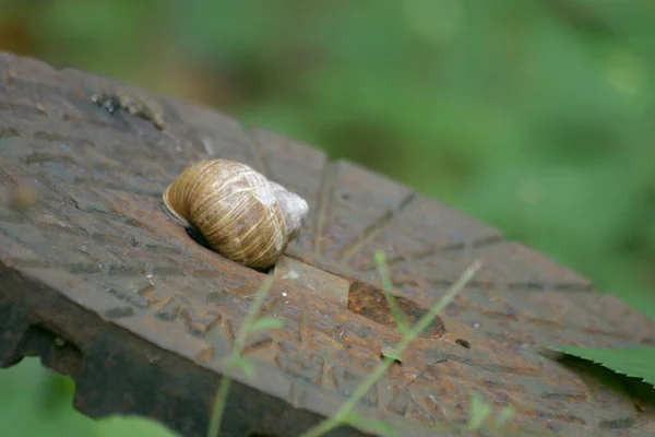 Helix Pomatia Ξηρό Ύπνο Στο Κάλυμμα Ενός Κρουνού — Φωτογραφία Αρχείου