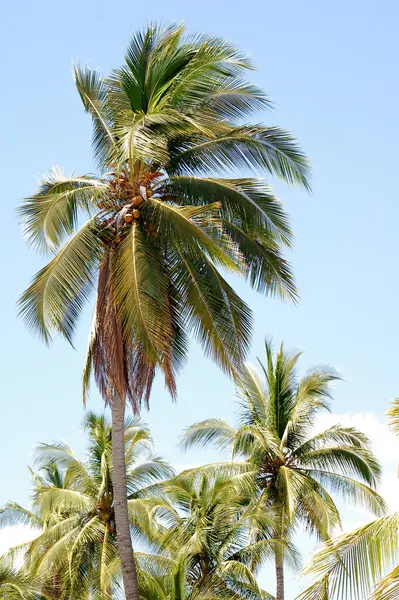 Sahilde Palmiye Ağaçları — Stok fotoğraf