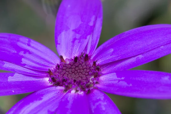 Hermosos Pétalos Flores Flora — Foto de Stock