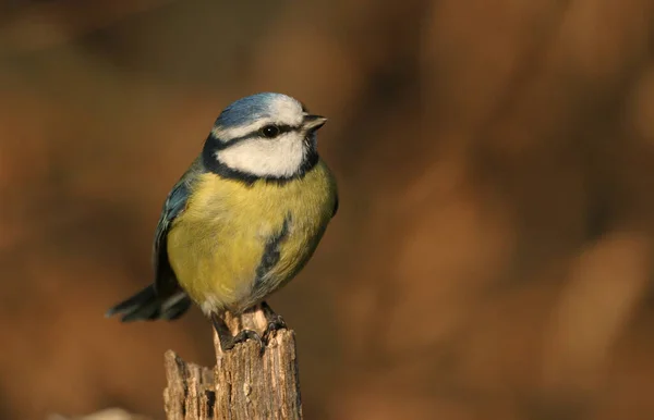 Schilderachtig Uitzicht Prachtige Vogel Natuur — Stockfoto