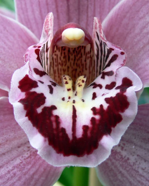 Flor Orquídea Rosa Jardín —  Fotos de Stock