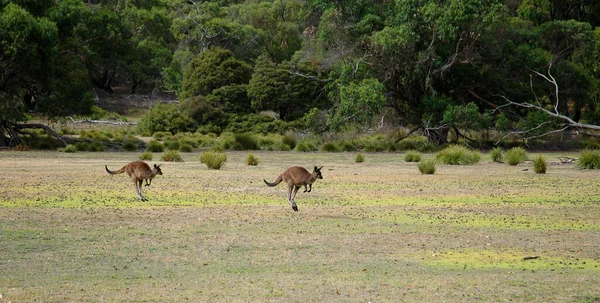 Kangury Wyspie Kangaroo — Zdjęcie stockowe