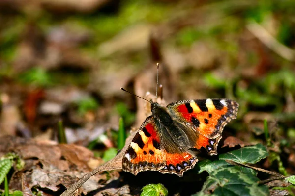 Gros Plan Bug Nature Sauvage — Photo