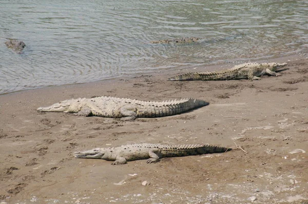 Costa Rica Wild Caught Road Bridge — Stock Photo, Image