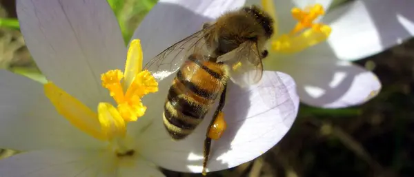 Nahaufnahme Von Insekten Der Natur — Stockfoto