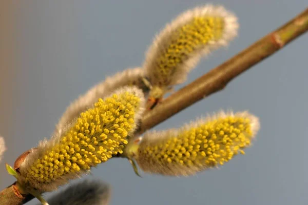 Flora Del Gattino Salice Germogli Morbidi Primaverili — Foto Stock