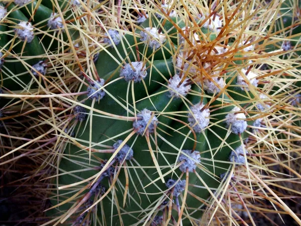 Planta Cacto Flora Cacto Espinhosa — Fotografia de Stock