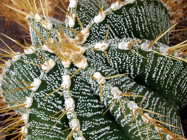 Planta Cacto Flora Cacto Espinhosa — Fotografia de Stock