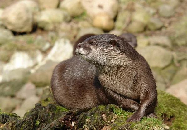 Dwarf Otter Amblonyx Cinereus Common Otter Southeast Asia Head Length — Stock Photo, Image