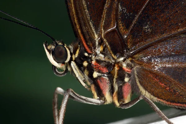 Closeup Του Bug Στην Άγρια Φύση — Φωτογραφία Αρχείου