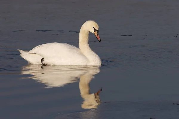 Vue Panoramique Cygne Majestueux Nature — Photo