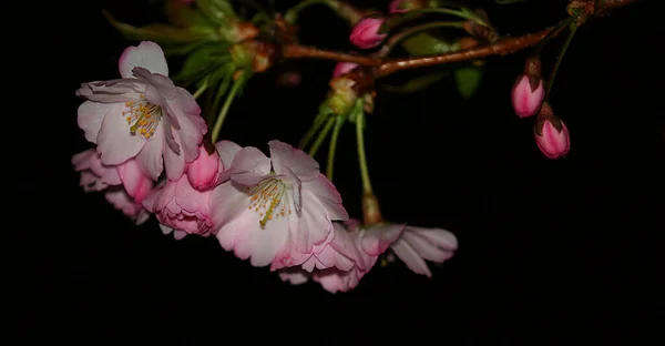 Kirschbaumblüte Blumen Frühling — Stockfoto