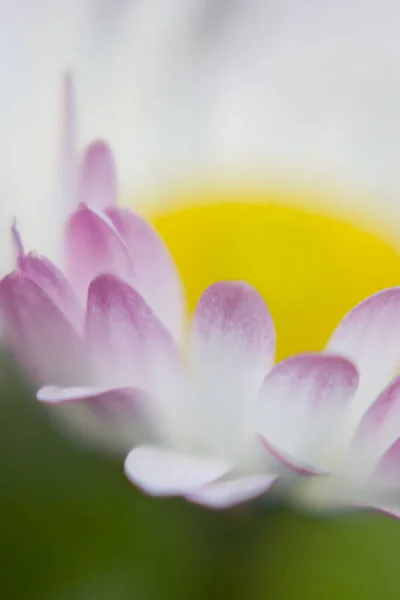 Giglio Acqua Fiore Loto — Foto Stock