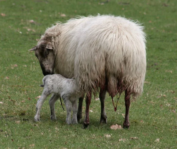 Ganska Hungrig Den Här Lilla — Stockfoto