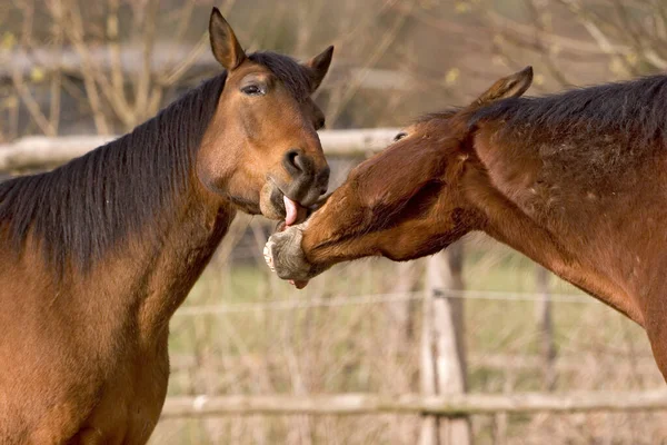 Les Deux Ont Que Des Bêtises Dans Tête — Photo