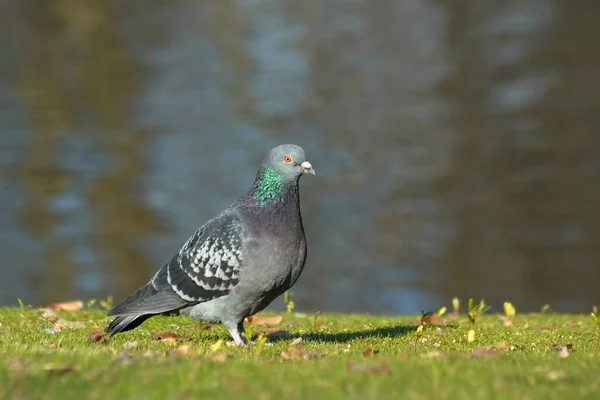 Duva Vid Sjön — Stockfoto