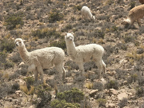 Divertente Animale Alpaca Mammifero Della Fauna Selvatica — Foto Stock