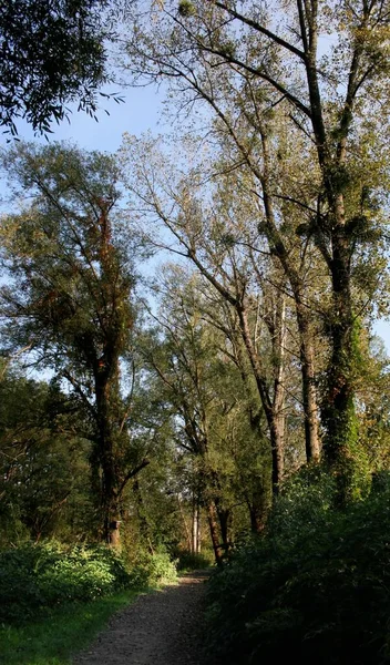 Herfst Het Park — Stockfoto