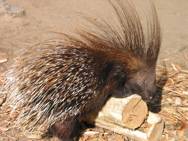 Porcupine Animal Vida Selvagem Fauna Natureza — Fotografia de Stock