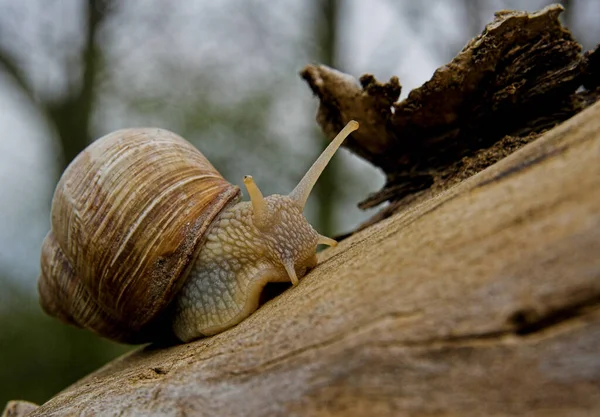 Helix Snail Mollusk Shell Animal — Stock Photo, Image