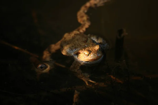 Lonely Toad Bufo Bufo Pond — Stock Photo, Image