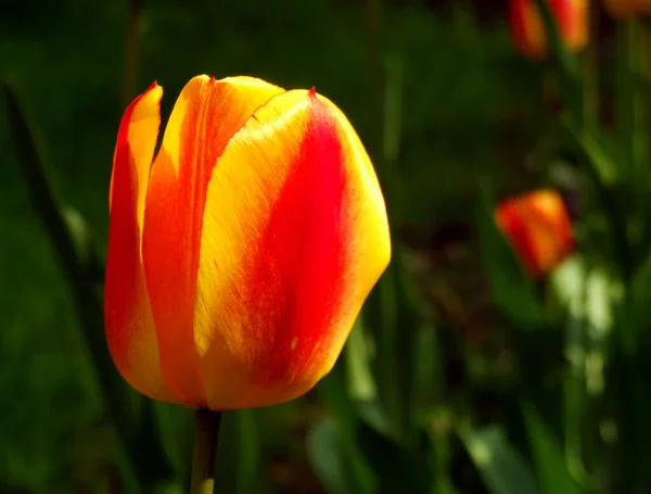 Vue Panoramique Belles Fleurs Tulipes — Photo