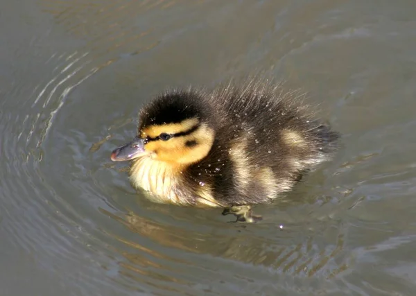 Entlein Schwimmt Wasser — Stockfoto