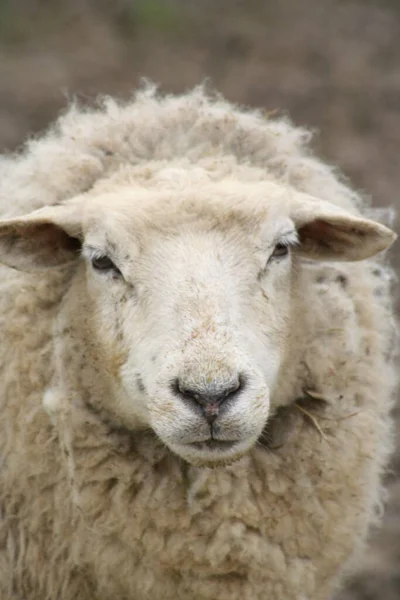 羊の頭は誰だ — ストック写真