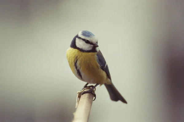 Blue Tit 002 — Stockfoto