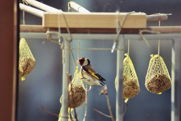 Scenic View Beautiful Bird Nature — Stock Photo, Image