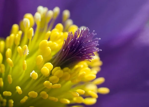 Schöne Botanische Aufnahme Natürliche Tapete — Stockfoto