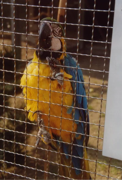 Primo Piano Degli Animali Allo Zoo — Foto Stock