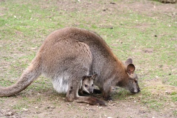 Kangaroo Animal Animal Australiano — Fotografia de Stock