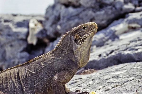 Iguana Selvagem Réptil Animal — Fotografia de Stock