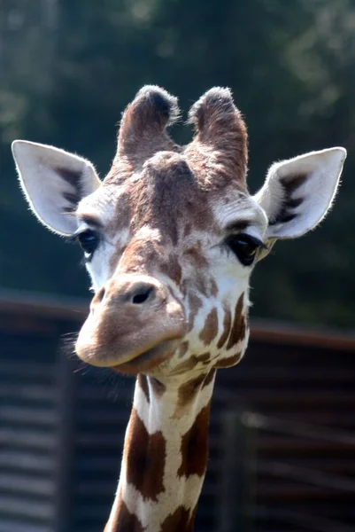 Savannah Giraffa Animali Giraffe Alte — Foto Stock