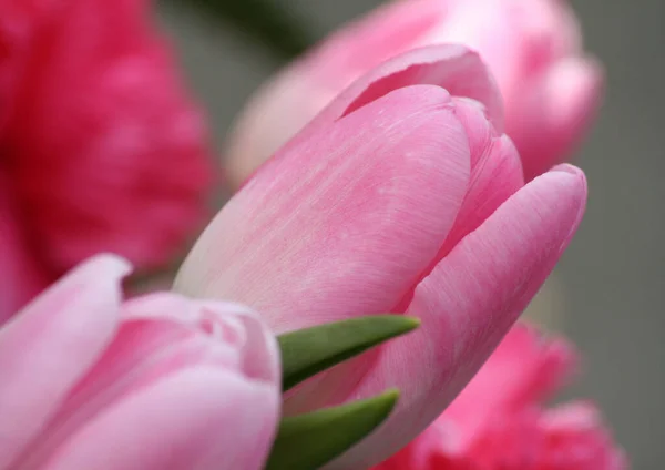 Tulip Dream in Pink
