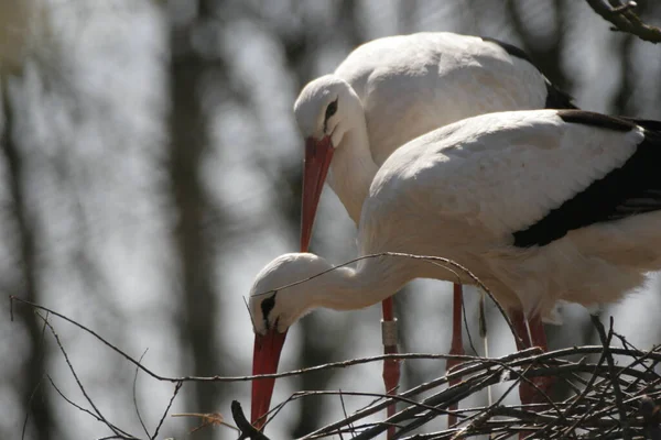 Recebido Cortesia Jardim Zoológico Salzburgo — Fotografia de Stock