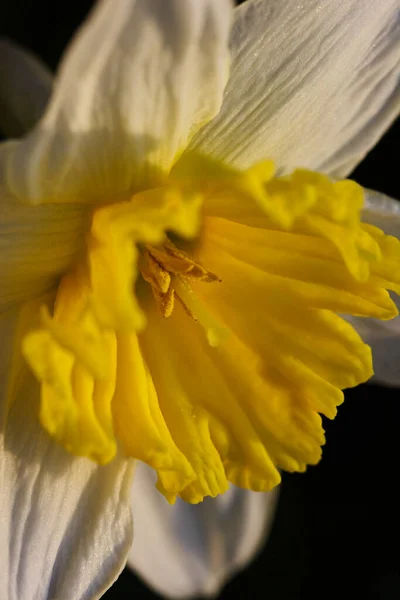 Daffodil Narcissus Flowers Petals — Stock Photo, Image