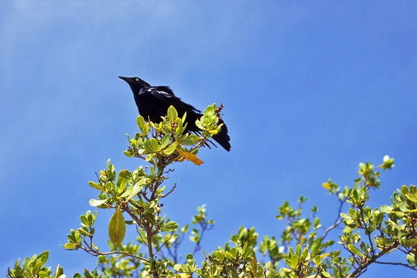 Aussichtsreiche Aussicht Auf Schöne Vögel Der Natur — Stockfoto