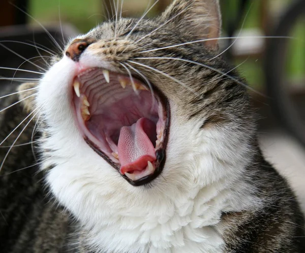 Retrato Gato Bonito — Fotografia de Stock