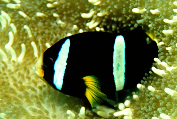 Anemone Fish Indian Ocean Nikon F80 Hugyfot Housing Nikon 105 — Photo