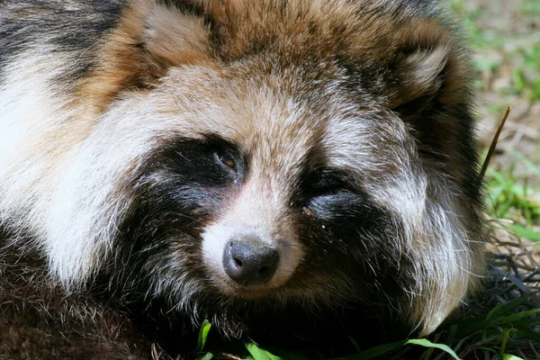 Marder Dog Raccoon Animal — Stok Foto