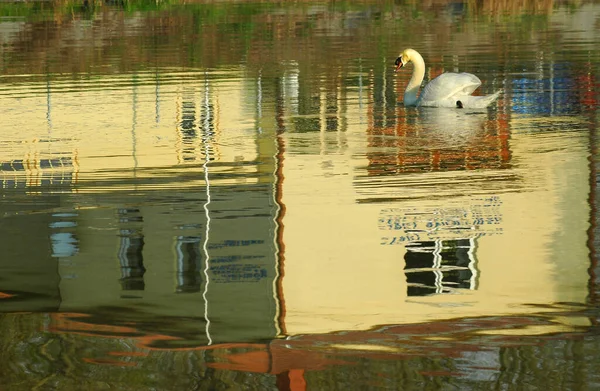 Vue Panoramique Bel Oiseau Nature — Photo