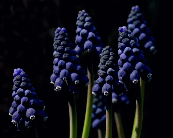 Detailní Pohled Krásnou Kvetoucí Hyacint — Stock fotografie