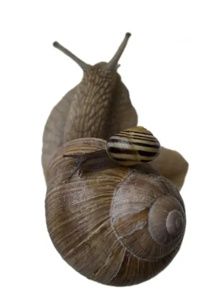 らせん状の殻カタツムリ軟体動物 — ストック写真