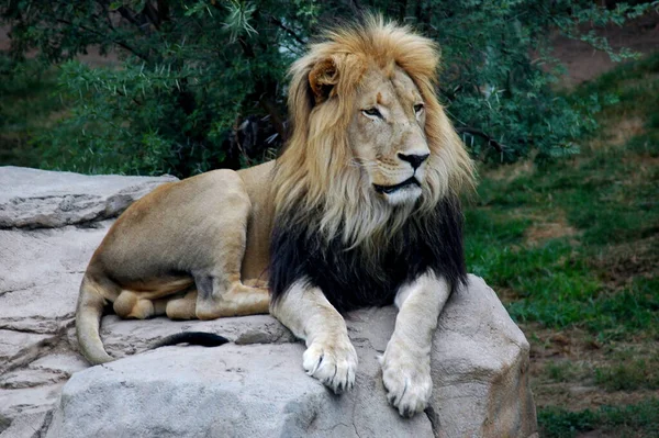 Afrikas Wunderbare Tierwelt — Stockfoto