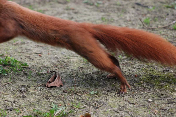 Das War Schneller Als Ich — Stockfoto